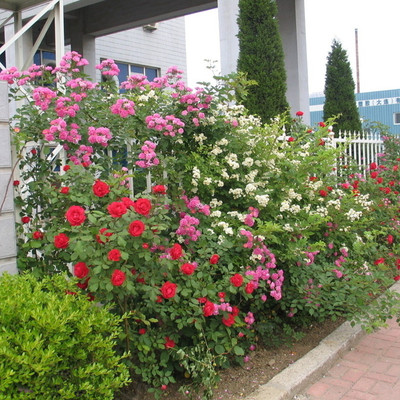 【月季】豐花月季 薔薇月季 百種月季花批發 歡迎來電咨詢