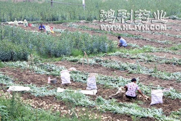 龙牙百合片-采挖