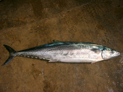 wholesale supply Shandong Freezing Spanish mackerel Spanish mackerel Freezing Roughing Freezing Aquatic Frozen Fish