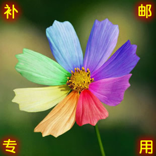 补邮费专用---补收邮费差价款项专用链接---付多少款，拍多少连接