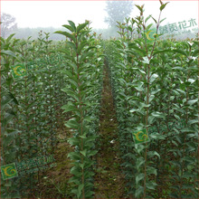 Ůؑ ~ŮؑС ߗUŮؑ ߗU ɜm