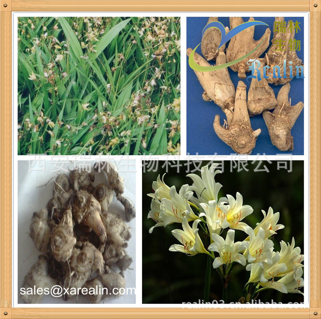 西安瑞林供应白芨提取物 白芨多糖 喷雾干燥 水溶性好 现货直发-阿里巴巴