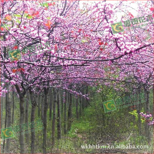 ���۾G����ľ �׏�10���� ���U���G ���� �t�~���G �M�l�t