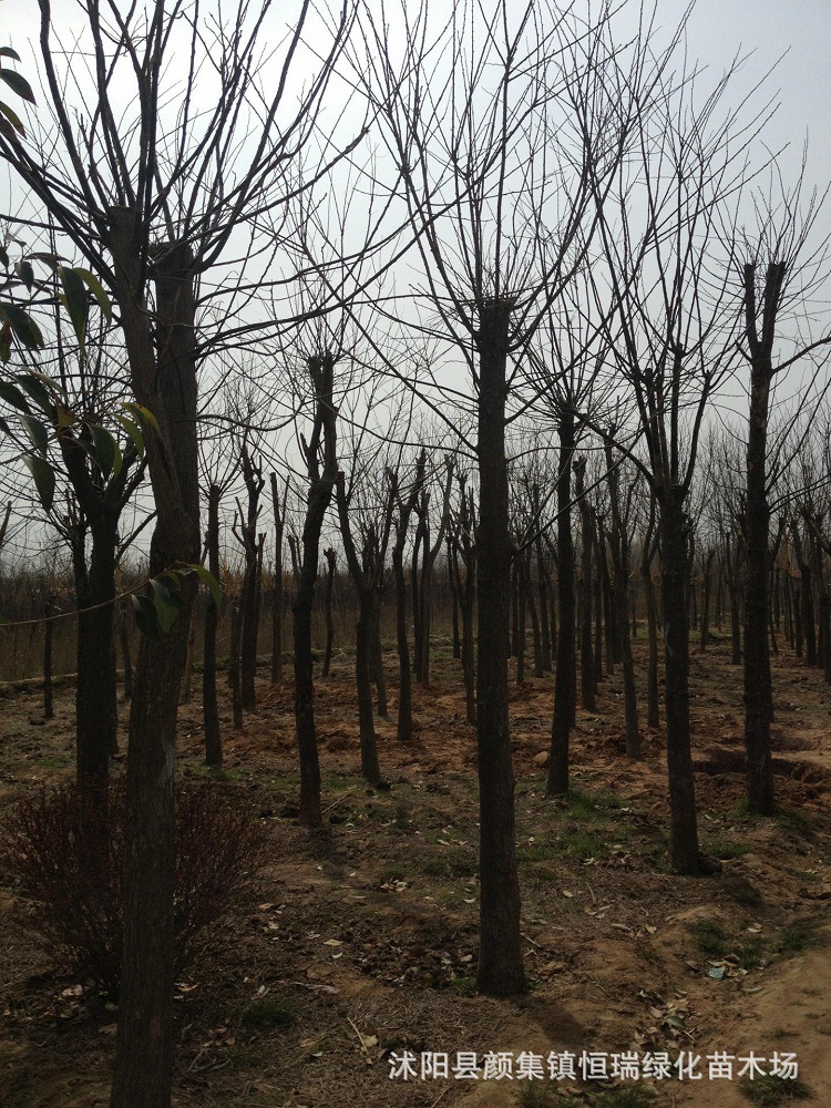 1082997478_22184145[1]