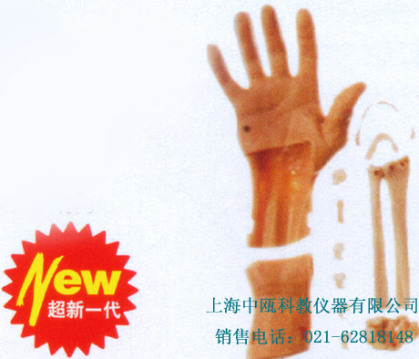 LV76型 腕关节镜检查模型,临床医学示教模型,医学技能实训考核设