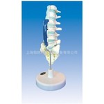 腰骶椎解剖与脊神经关系模型医学模型