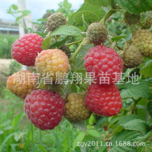 红树莓树苗 红树莓树苗品牌 图片 价格 红树莓树苗批发 阿里巴巴