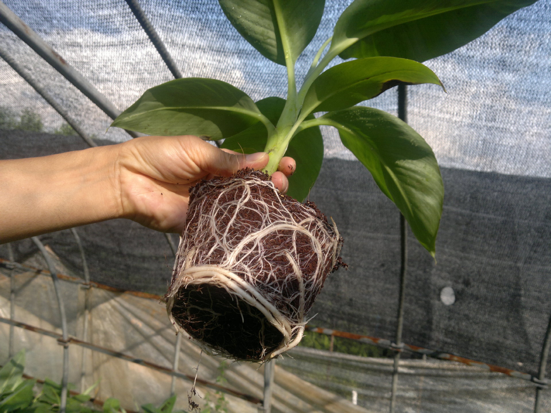 育苗基质_生升 80\/袋柑橘育苗基质白芨育苗土