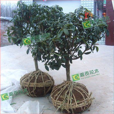 supply grafting sweet-scented osmanthus Decade Kim Osmanthus Osmanthus tree Boutique sweet-scented osmanthus Seedlings courtyard Botany