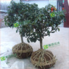 supply grafting sweet-scented osmanthus Decade Kim Osmanthus Osmanthus tree Boutique sweet-scented osmanthus Seedlings courtyard Botany