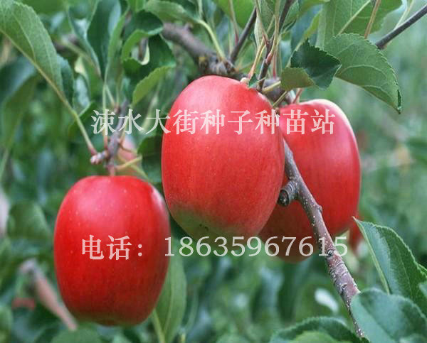 苹果树苗3
