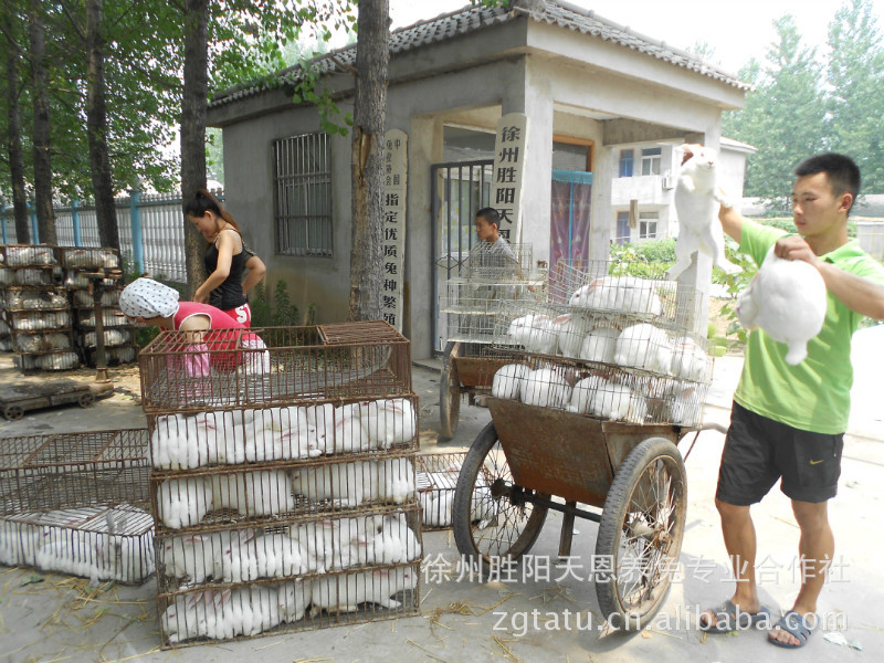 Zhangye City Rabbit Rabbit Rabbit Plant breeding