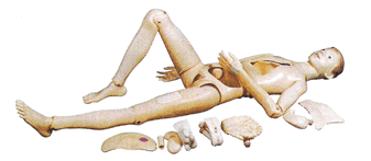 全功能护理人训练模型（女性）护理人模型