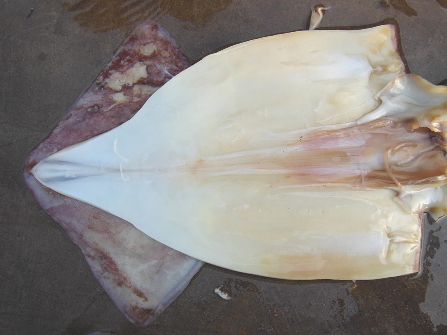 现货供应鱼豆腐切块机 切鱼豆腐机商用切块机适用于多种鱼类