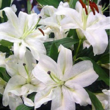 百合花籽 百合花籽品牌 图片 价格 百合花籽批发 阿里巴巴