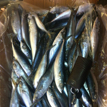 石獅萬恆水產批發冷凍飼料魚 船凍鯖魚 花沿凍片 量大價廉