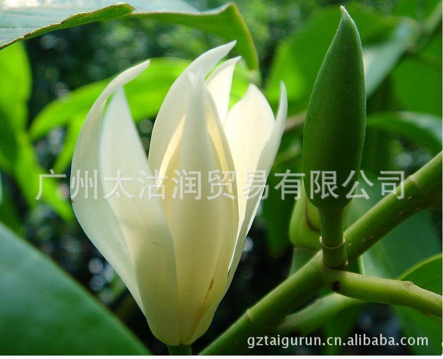 源头直销纯天然白兰花精油玉兰花精油原料批发 阿里巴巴