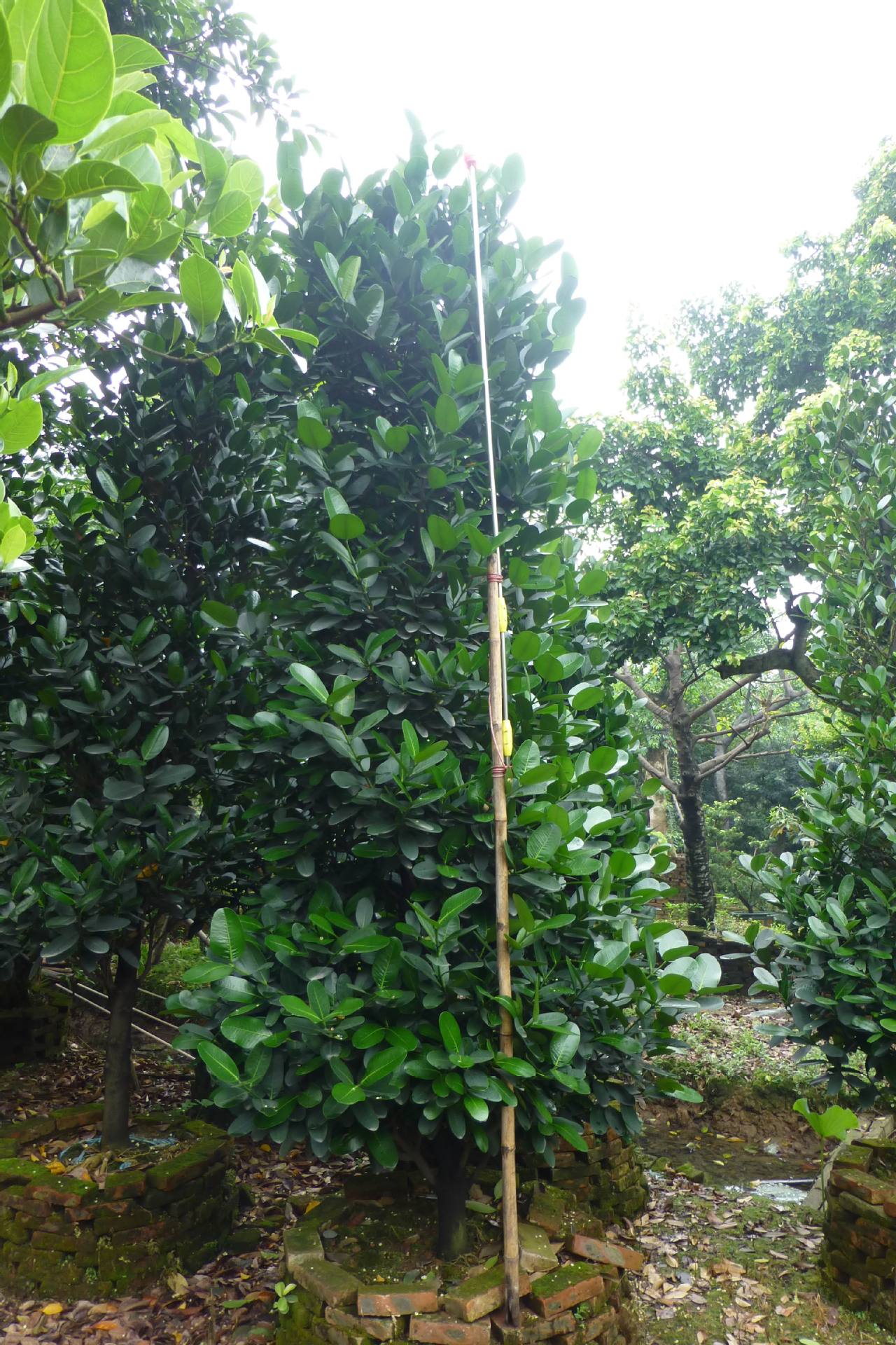 供应台湾福木1.6-1.7米袋苗园林景观绿化-阿里巴巴