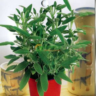 Xiaogu Grass Head Doll Wholesale Green Planting Creative Gardening Flower Seeds Edible Sage Seeds