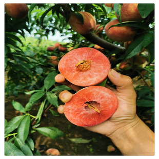 Ѫ��2̖ �x�˼t��Ѫ���� ������Ʒ�N �tƤ�t���Ҙ�Ʒ�N �ڸ�����