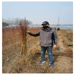 �����S����Ʒ�N ���S���Ҙ��� �S�Һó���ζ�� �̓���