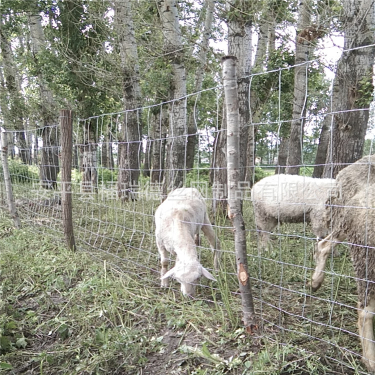 宁波1.2米高拦羊铁丝围栏供应
