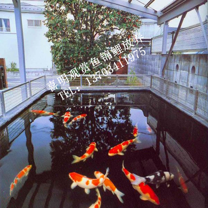锦鲤放养1
