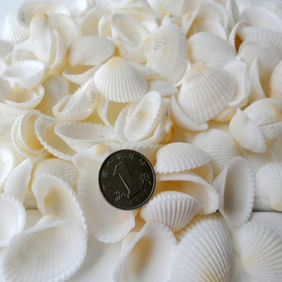 白贝壳  白椰贝 天然海螺贝壳 装饰贝壳材料250克|ru