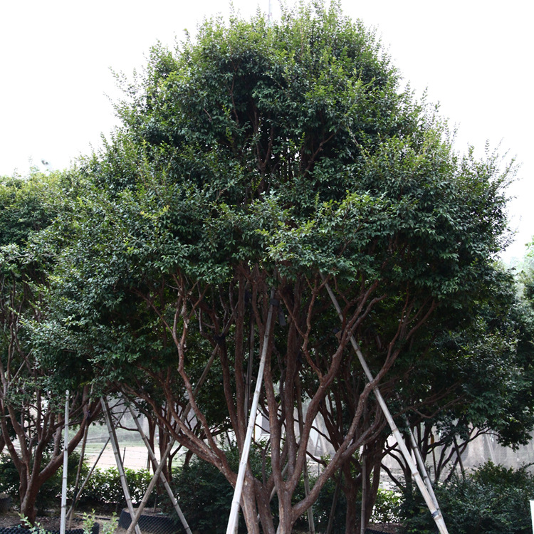 台湾树葡萄苗木批发嘉宝果桃金娘科属珍宝果果树景观布置植物基地