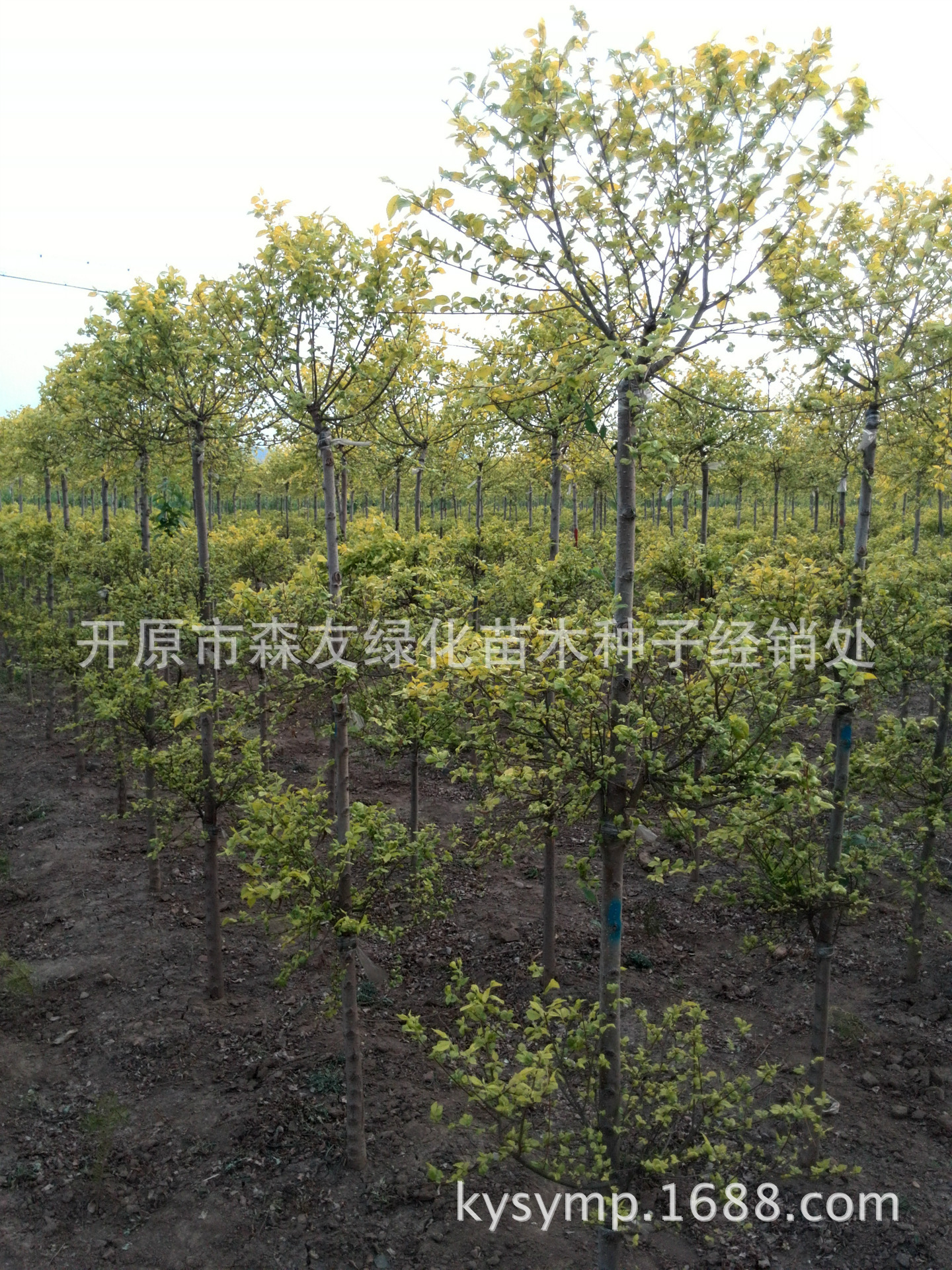 PIC_20140501_181921_ADA