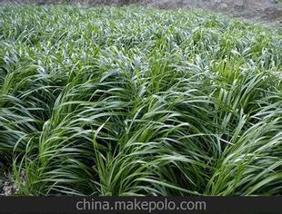 Федеральные семена-зима mu 70 watana grass