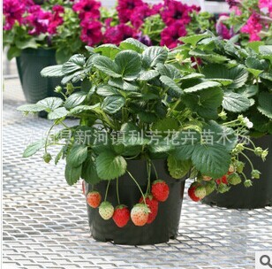 �����ļ���ݮ ���Ͳ�ݮ�Ȯ�����