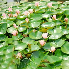 乔木;盆栽;灌木