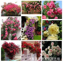 蔷薇种子 月季花种子 藤本月季种子藤本玫瑰种子盆栽易种100粒