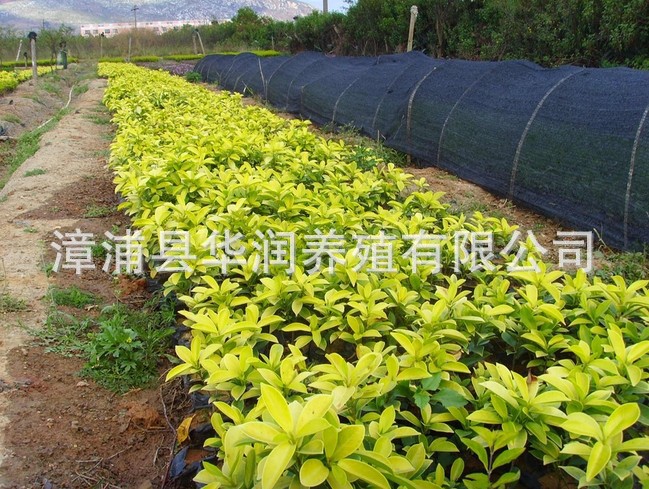绿化苗木_专业销售 园林景观绿化苗木 福建优