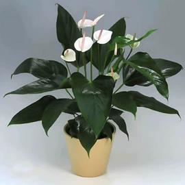 乔木;灌木;盆栽