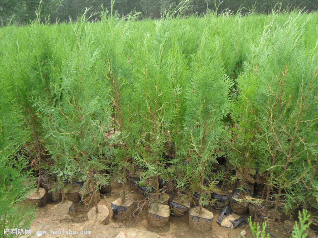 侧柏是什么植物,叶子,效(第11页)_大山谷图库