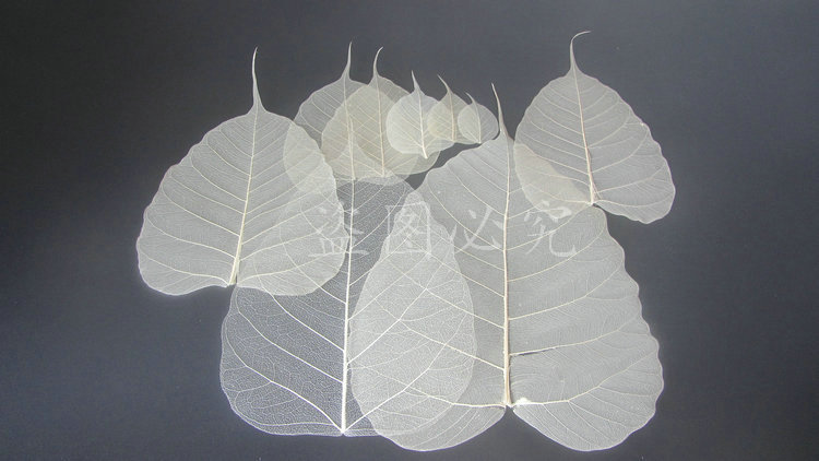 A001菩提叶脉 (23)