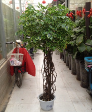 �٘������Ř�������ֲ���bƵ��d������ľ��ɴ����