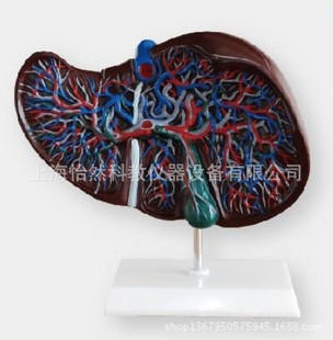 肝解剖模型 肝脏解剖模型 肝模型-阿里巴巴