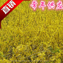 BNͥԺ^Gֲ BN SBNľ Sϻ G