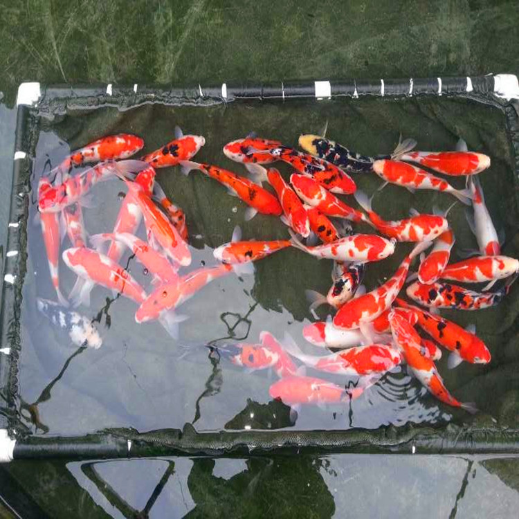 当岁一斤重锦鲤2