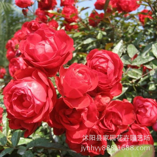 ����ֱ�N���l  �S���¼�����   �G��������ľ ���¼� �����_��