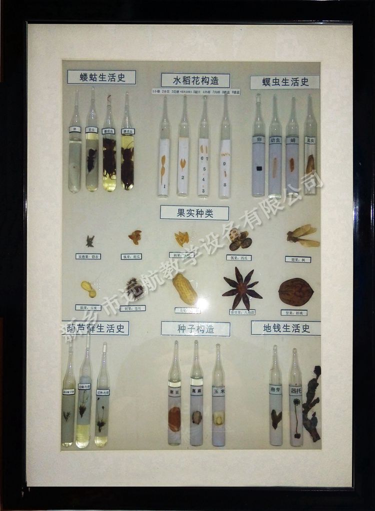螻蛄、種子類型_副本