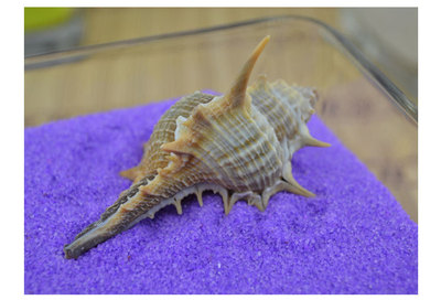 女巫骨螺 贝壳海螺 鱼缸造景 婚庆地台装饰 家居摆件墙贴 多刺螺|ru