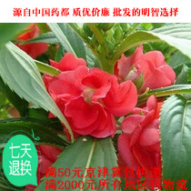 �P�ɻ����l���� �P�ɻ��ɻ�