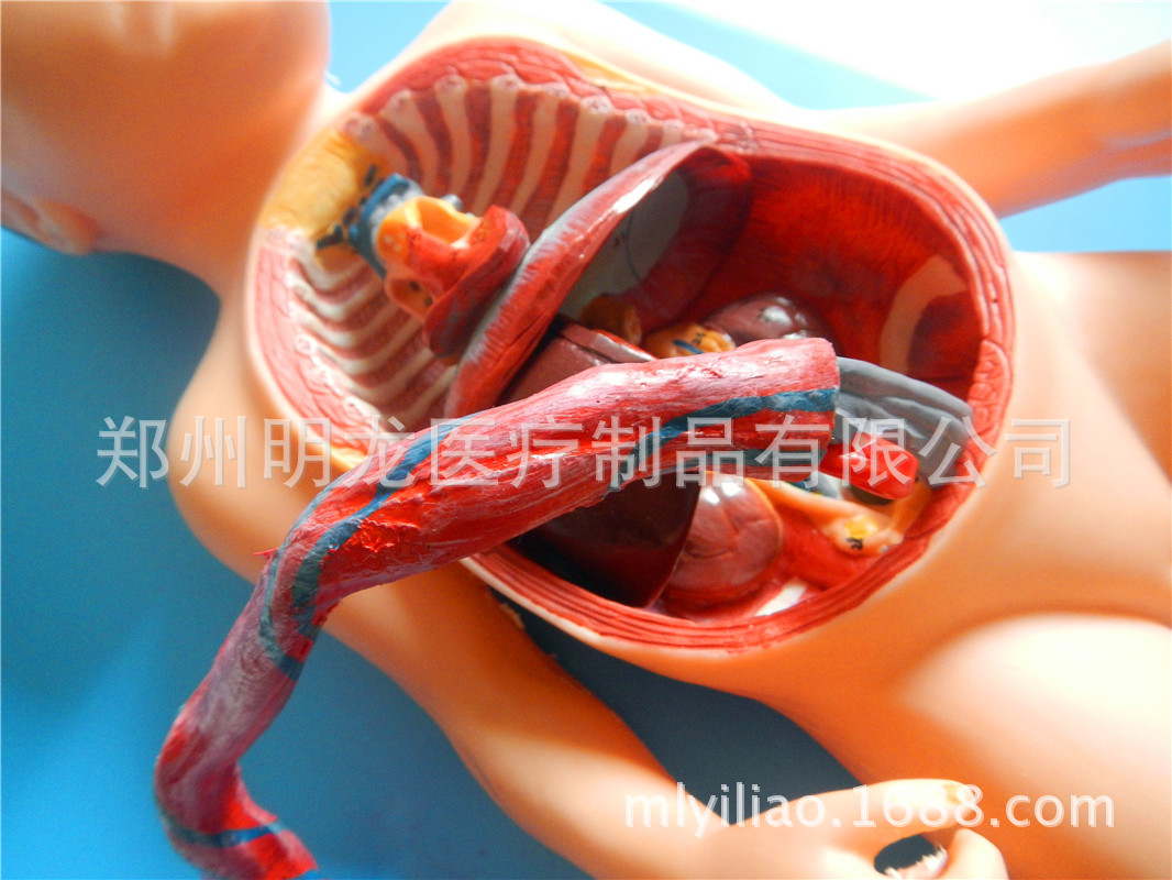 胎兒血液循環模型 (5)