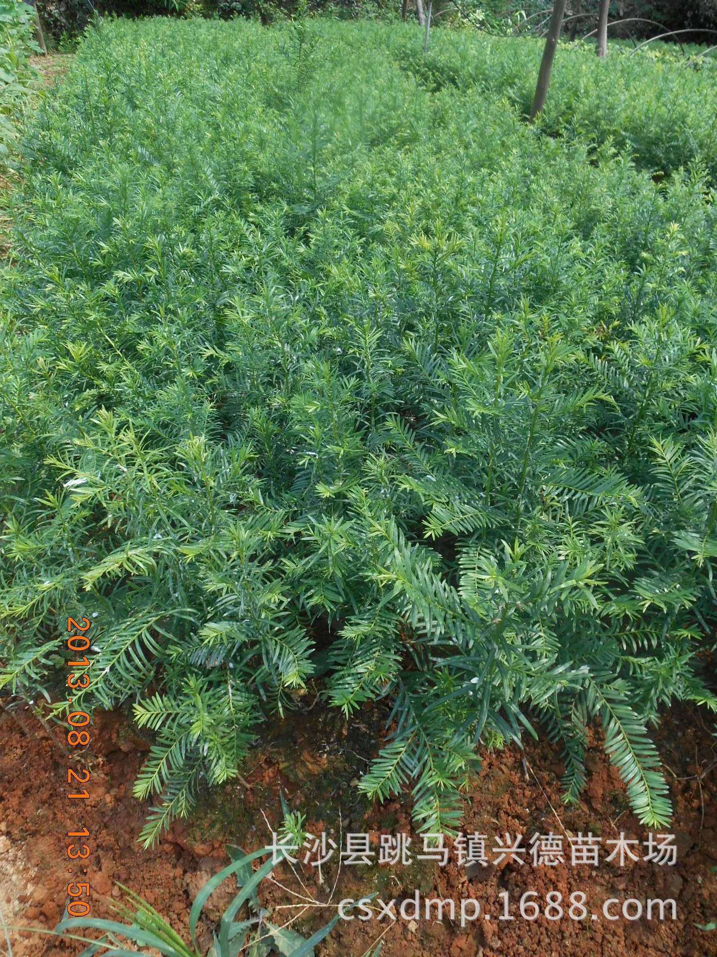 965603776_1968928539