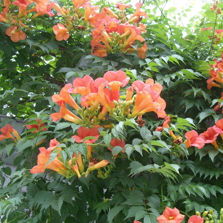 wholesale Lianas U.S.A Campsis grandiflora Climbing Flowers Peak seedlings/Peak Sapling courtyard green