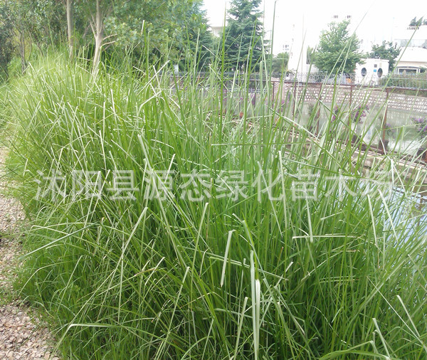 出售香根草 香根草批发 水生植物 湿地 绿化 岩兰草 浮岛用苗|ru